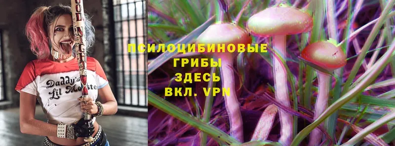 где найти   Новосиль  Галлюциногенные грибы Psilocybe 